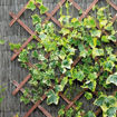 Picture of Riveted Trellis Tanalised 1800x900cm