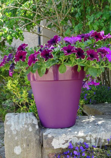 Picture of Trends Collection Planter 178x26mm | Burgundy 