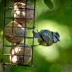 Picture of Peckish Secret Garden Energy Feeder